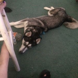 Meet your Posher, Phillip